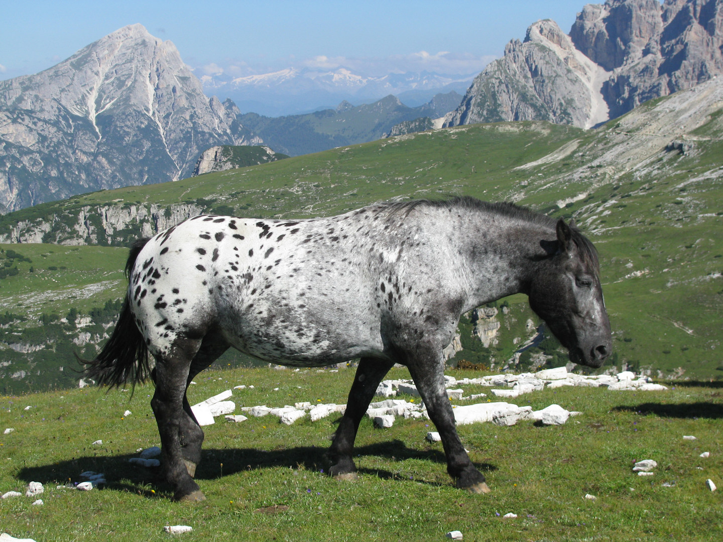 Dolomiti di Sesto - Cadini di Misurina