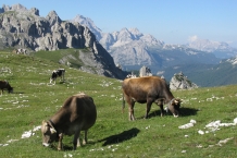 Dolomiti di Sesto - Cadini di Misurina