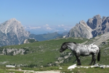 Dolomiti di Sesto - Cadini di Misurina