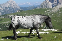 Dolomiti di Sesto - Cadini di Misurina