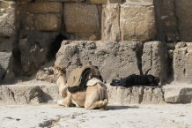 Giza