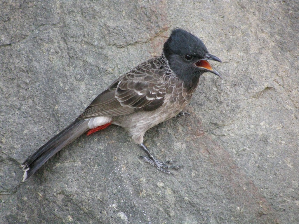Ajanta