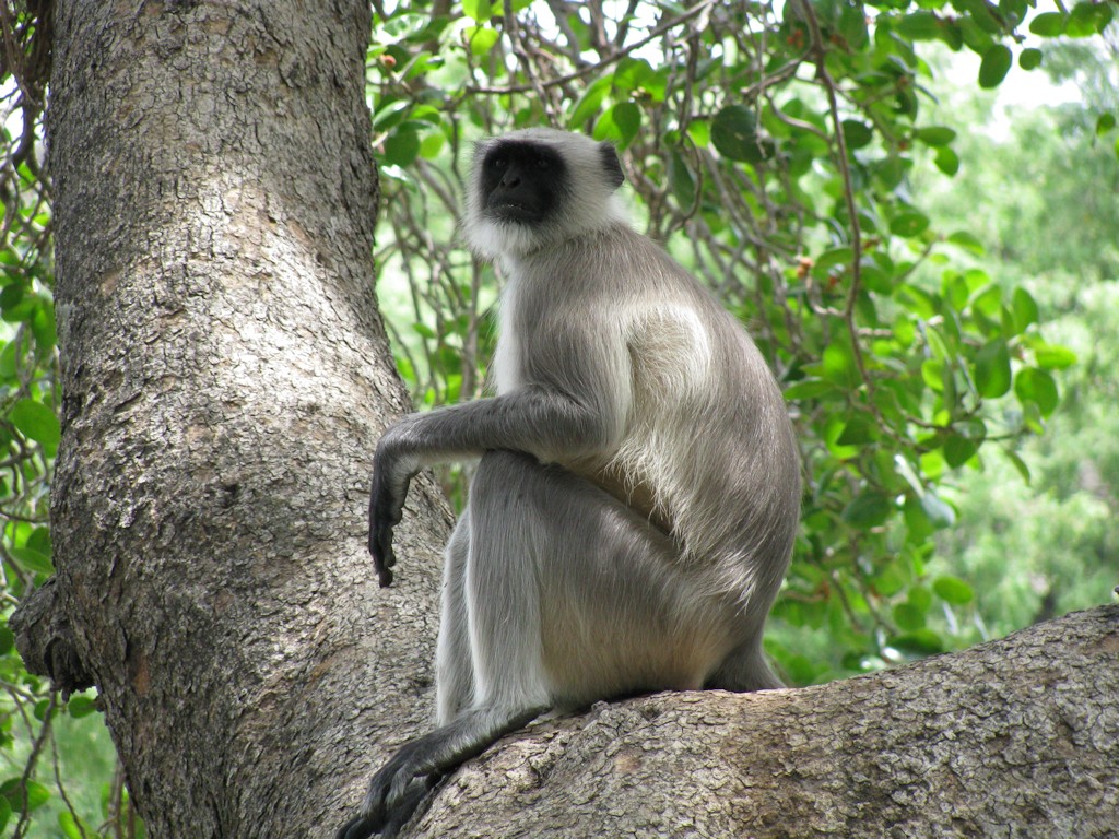 Ellora