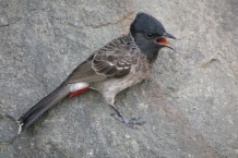 Ajanta