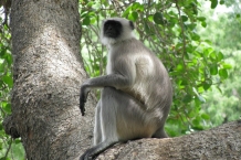 Ellora