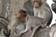 Daulatabad