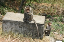 IMG_4040
