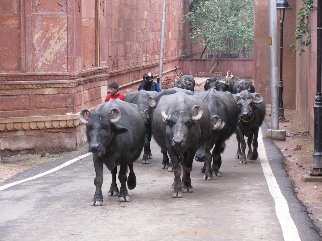 Agra