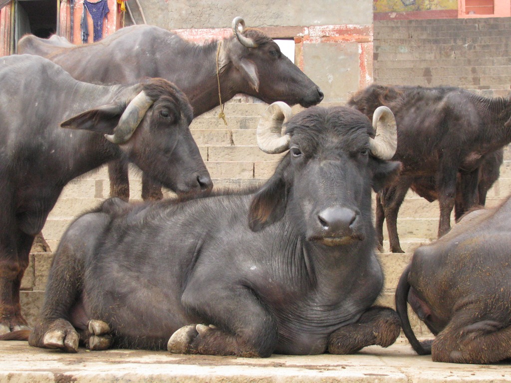Varanasi