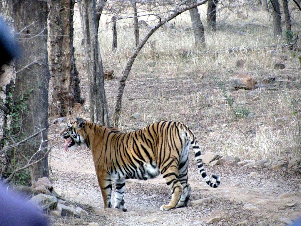 IMG_8539