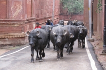Agra