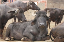 Varanasi