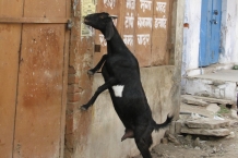 Varanasi