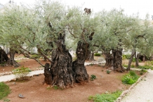 Jerozolima