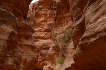 Jordania
