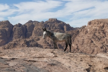 Jordania