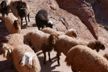 Jordania