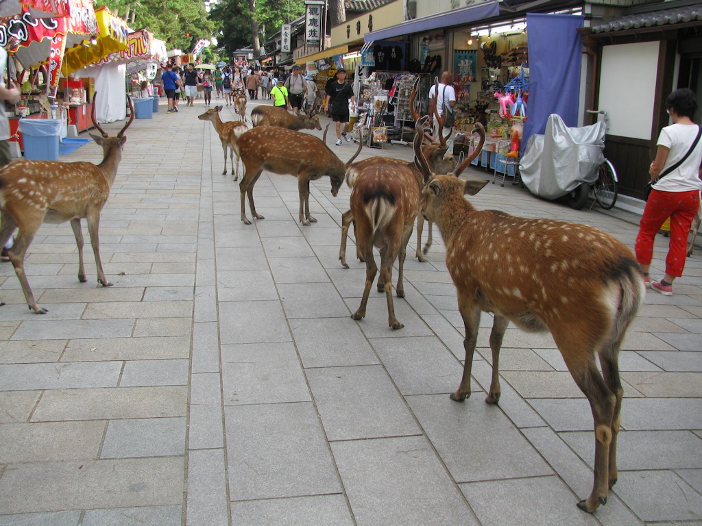 Nara
