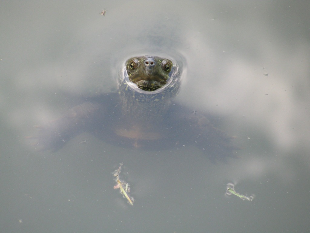 Kioto
