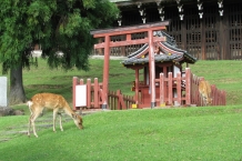 Nara
