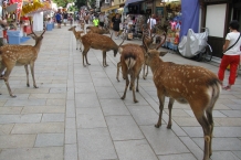 Nara