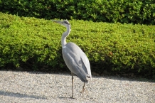Kioto
