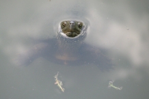 Kioto