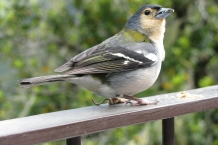 Madera. Schroniska Rabacal.
