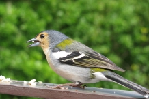 Madera. Schroniska Rabacal.