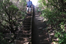 Madera. Levada do Alecrim.
