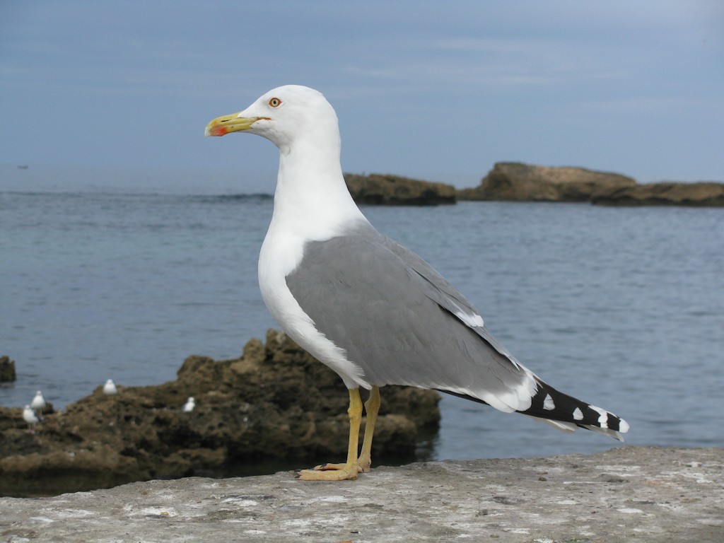 Essaouira