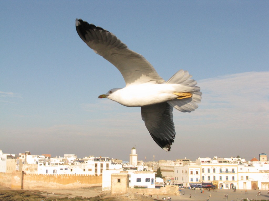 Essaouira