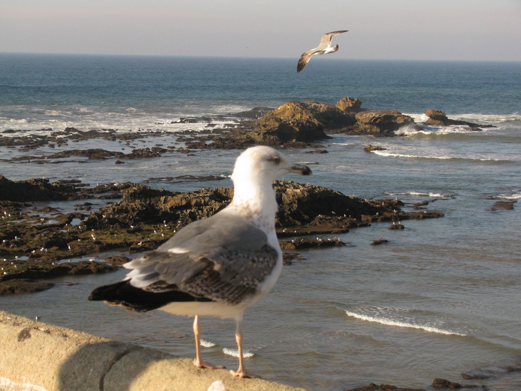 Essaouira