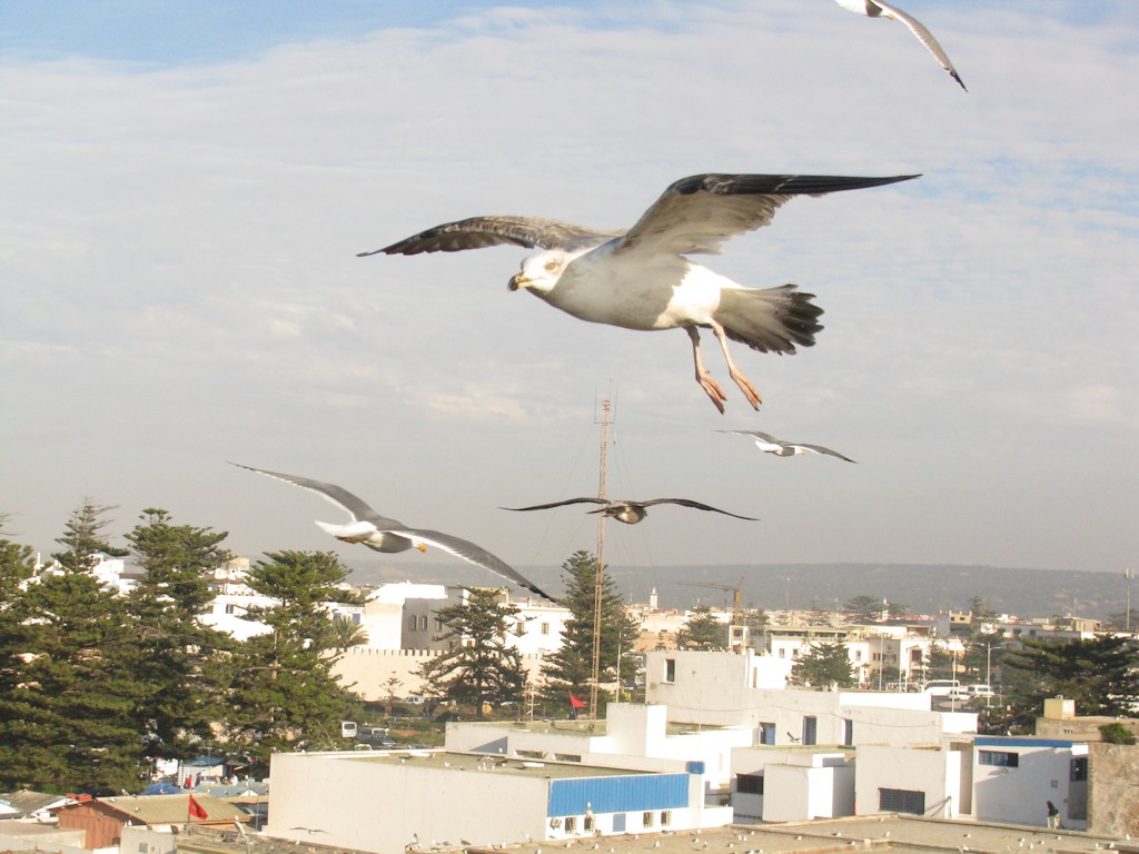 Essaouira