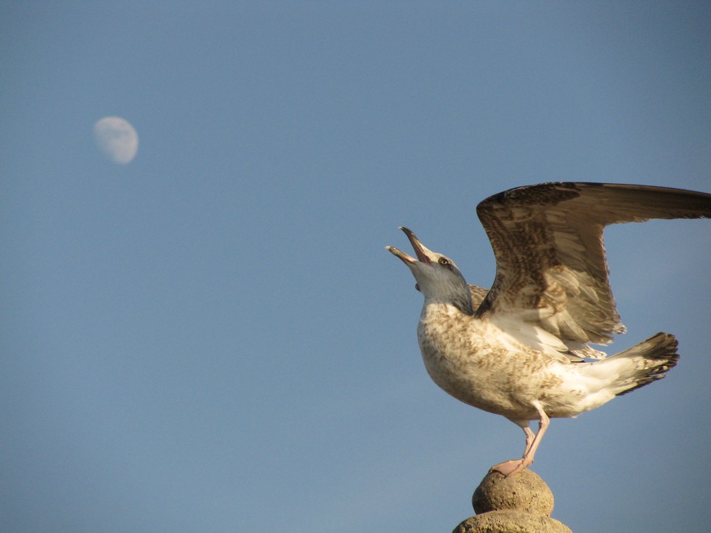 Essaouira