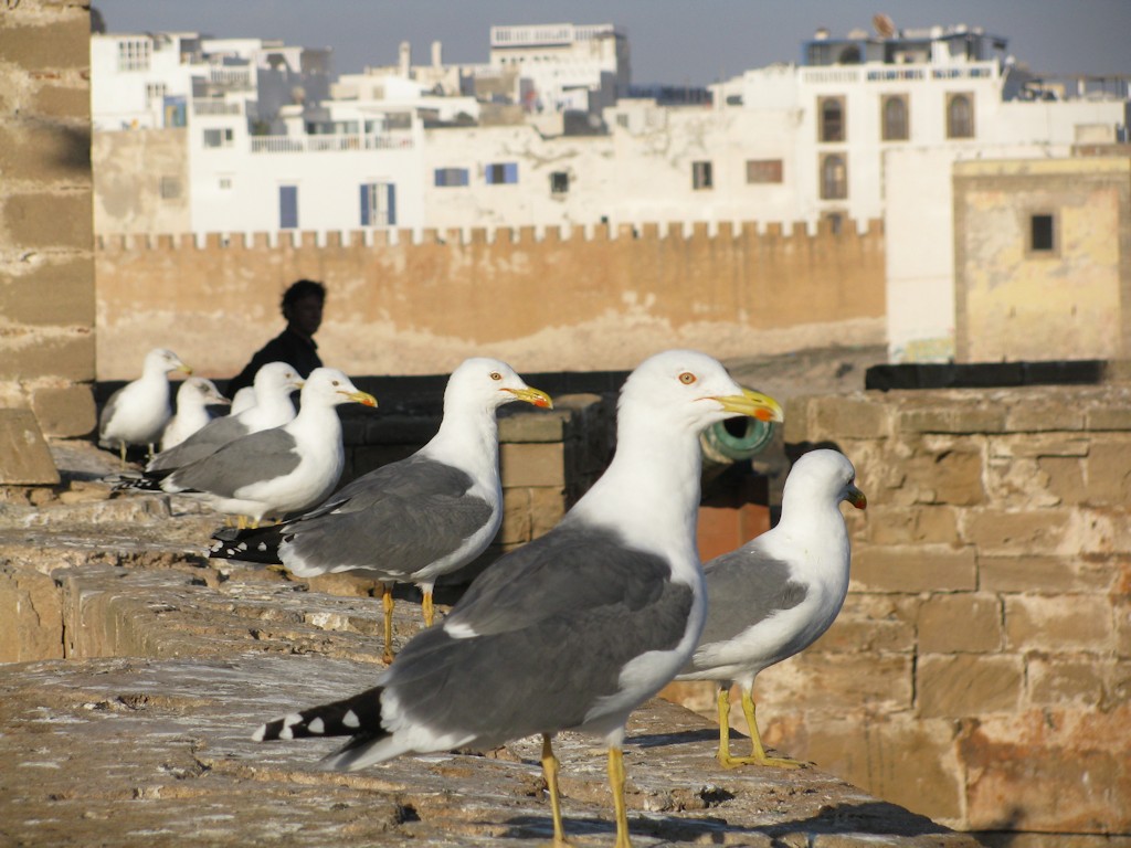 Essaouira