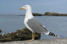 Essaouira