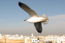 Essaouira