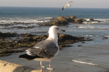 Essaouira