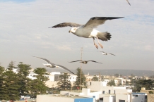 Essaouira