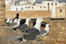 Essaouira