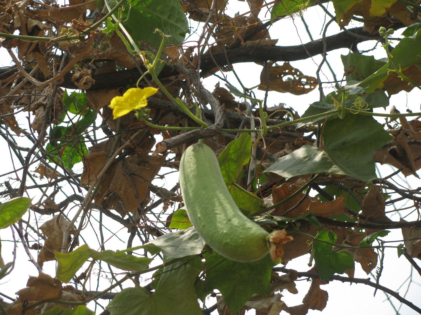 Kambodża - Siem Reap