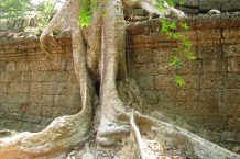 Kambodża - Anghor