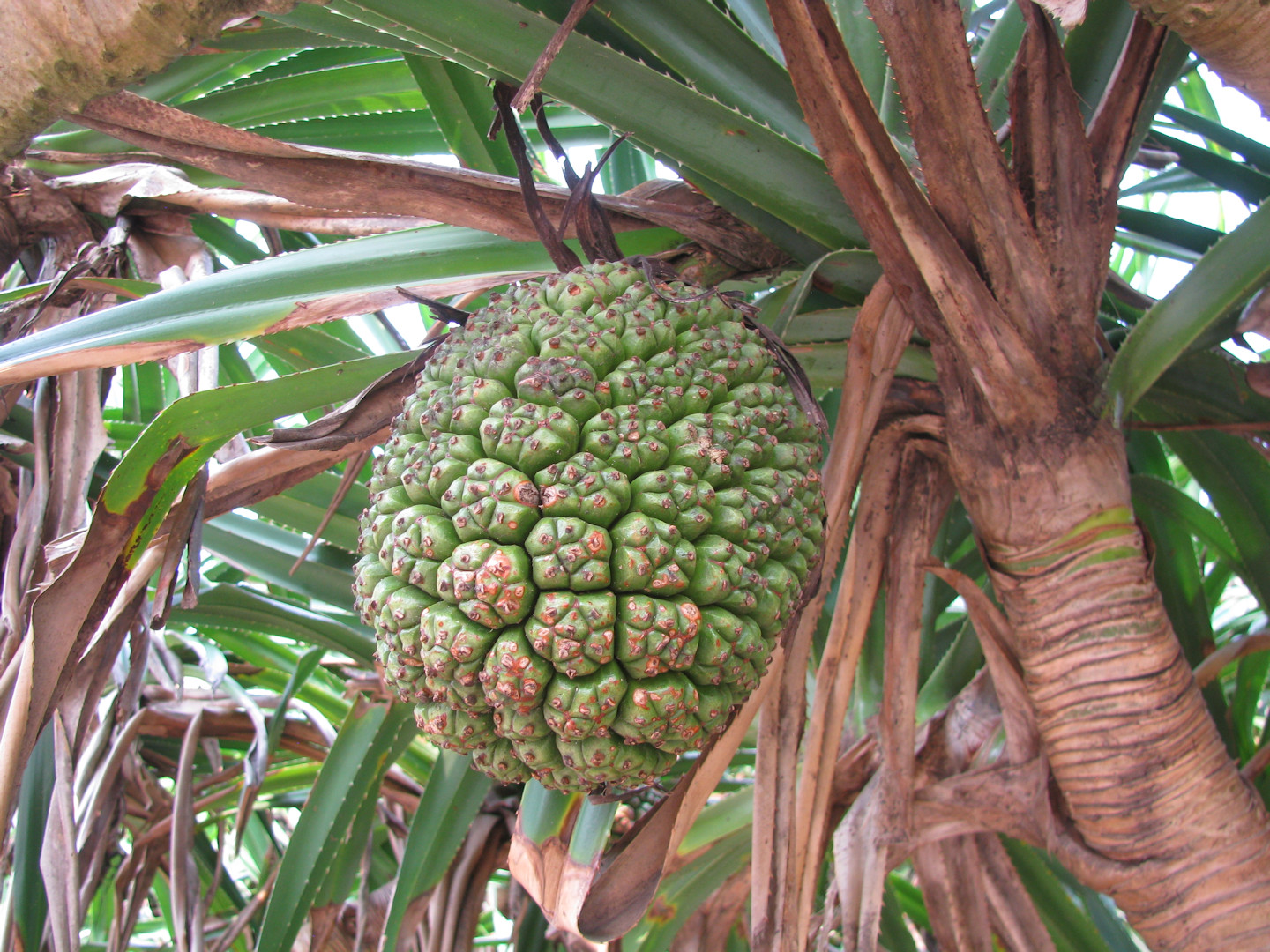 Yehliu