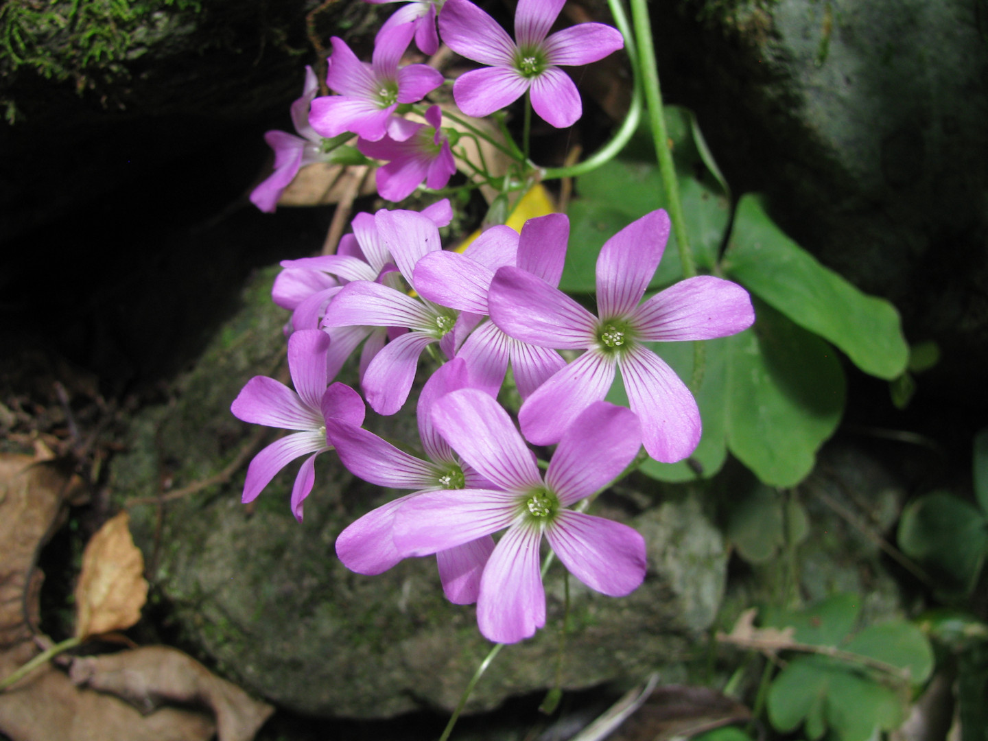 Taroko