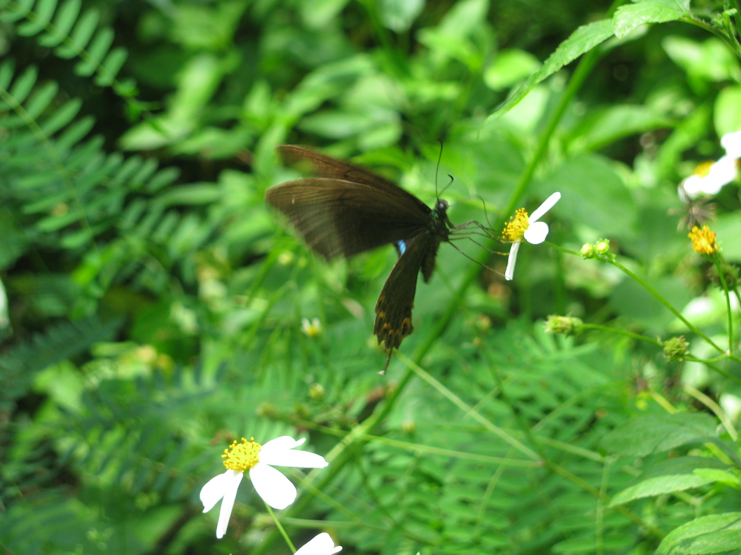 Taroko