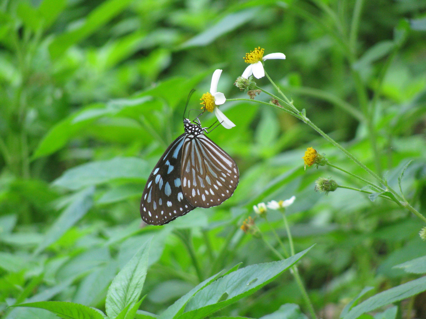 Taroko