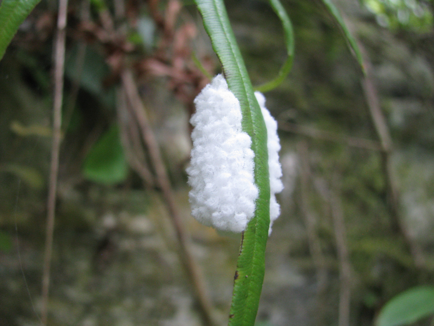 Taroko