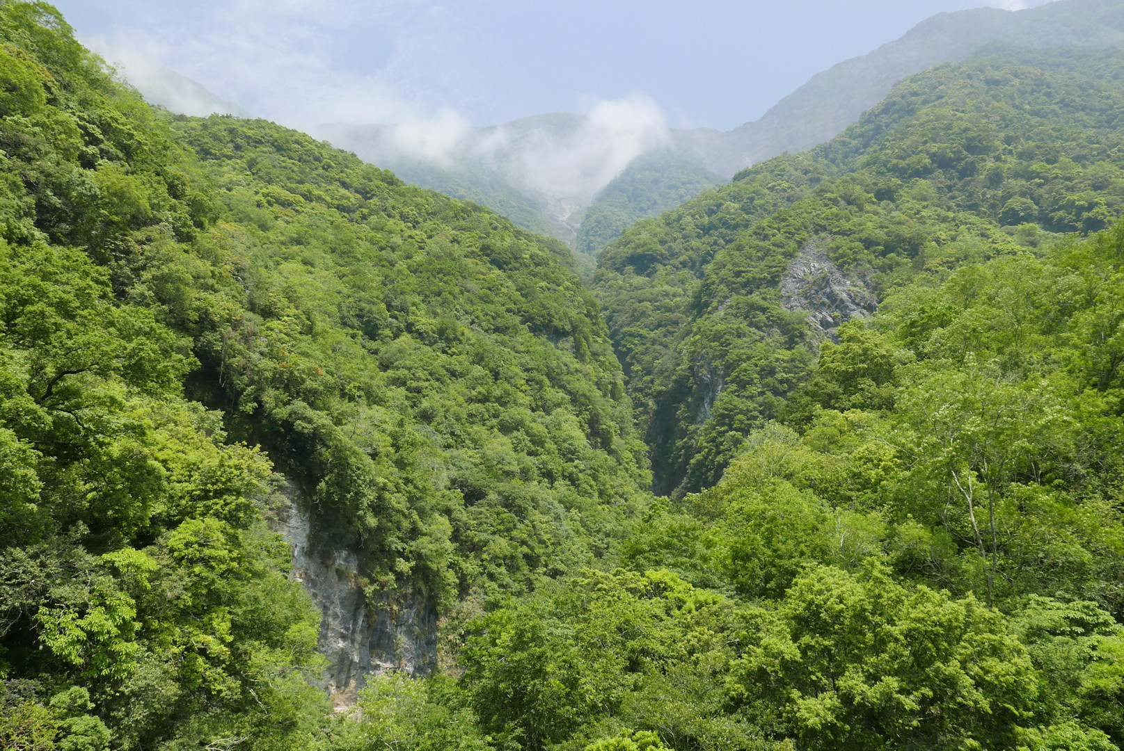 Taroko