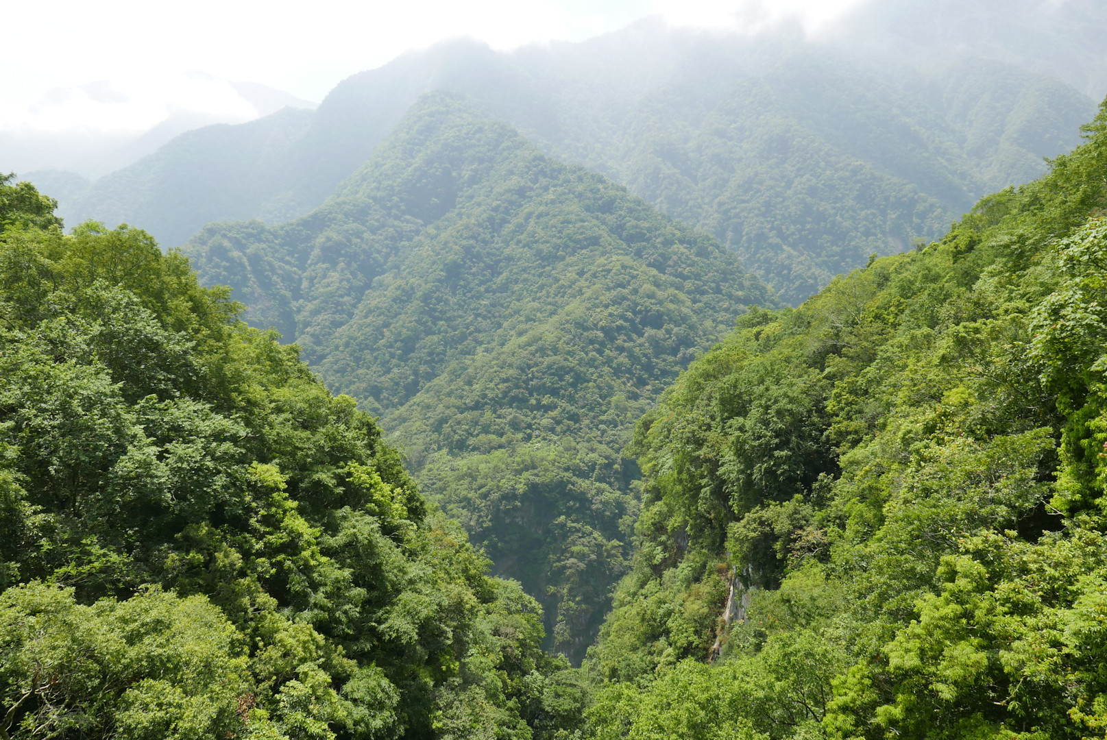 Taroko
